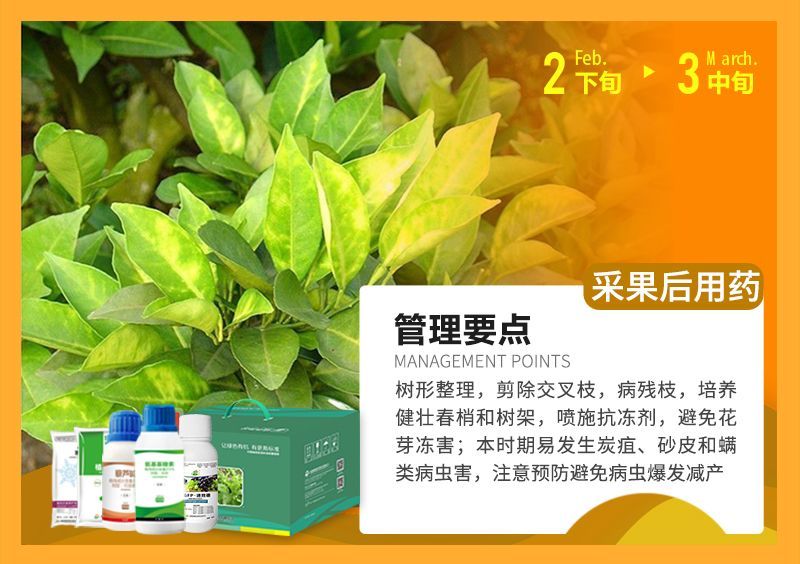 樹形整理，剪除交叉枝，病殘枝，培養(yǎng)健壯春梢和樹架，噴施抗凍劑，避免花芽凍害;本時期易發(fā)生炭疽、砂皮和端類病蟲害，注意預(yù)防避免病蟲爆發(fā)減產(chǎn) 